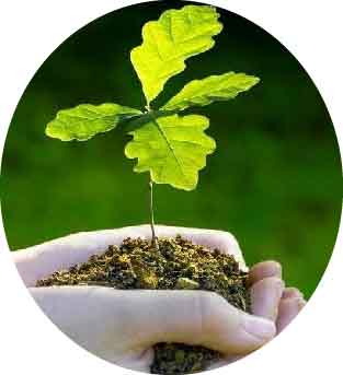 acorn Grow My Acorn